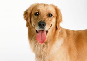 老犬介護は専門のところにおまかせしよう