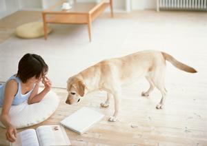 猫の健康管理に必須！療法食の選び方と効果を徹底解説