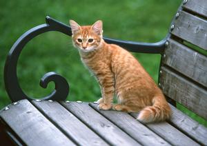 2025年最新!フレンチブルドッグ子犬の飼育とケア完全ガイド